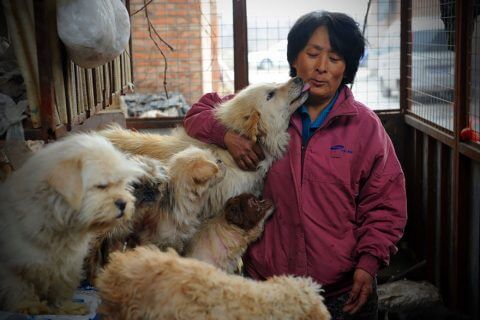Eten Chinezen honden? Thumbnail